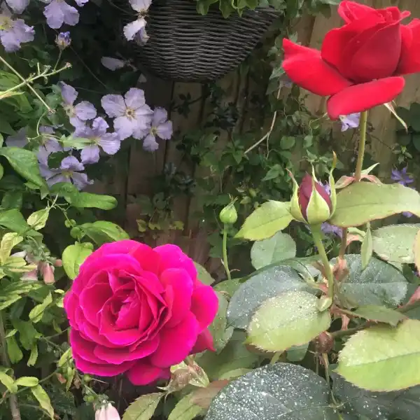 24 Wainwrights - National Open Gardens