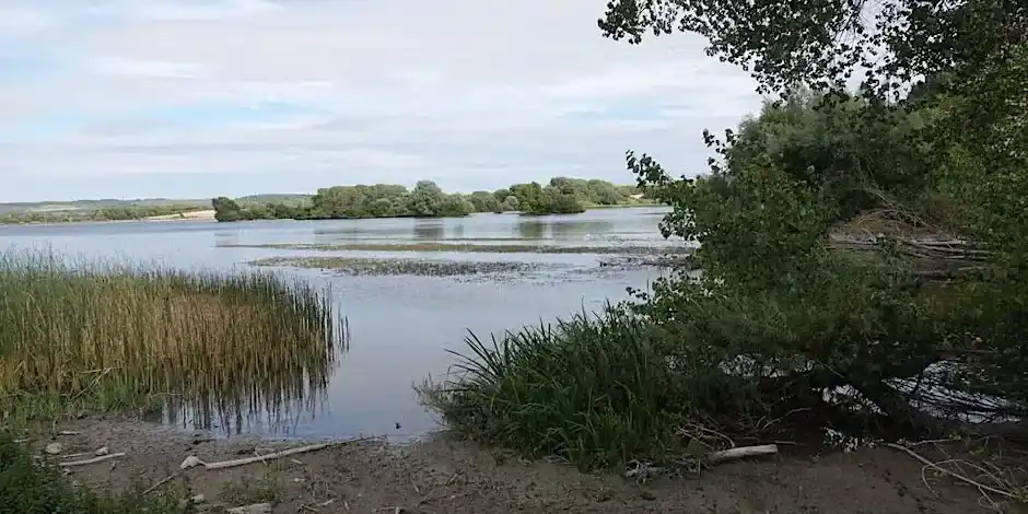A Birding Trip Around Wilstone Reservoir Near Tring