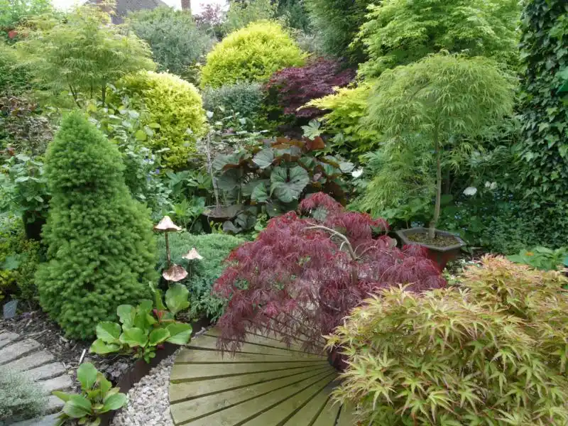 Acer Corner - National Open Gardens