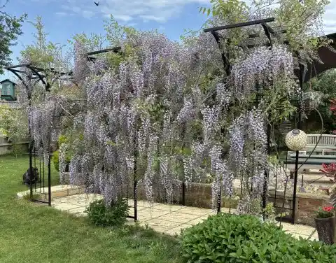 Adstock Musical Open Gardens