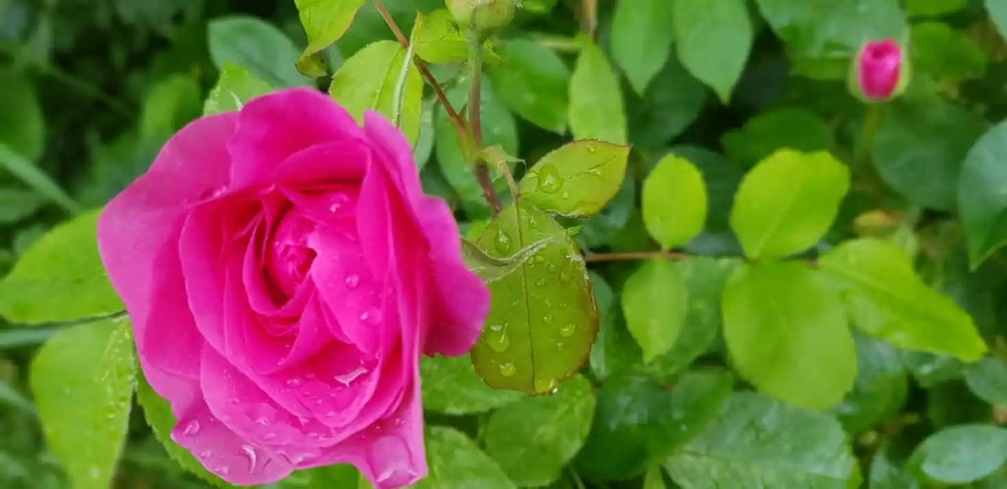 All About Roses - A Botany Workshop