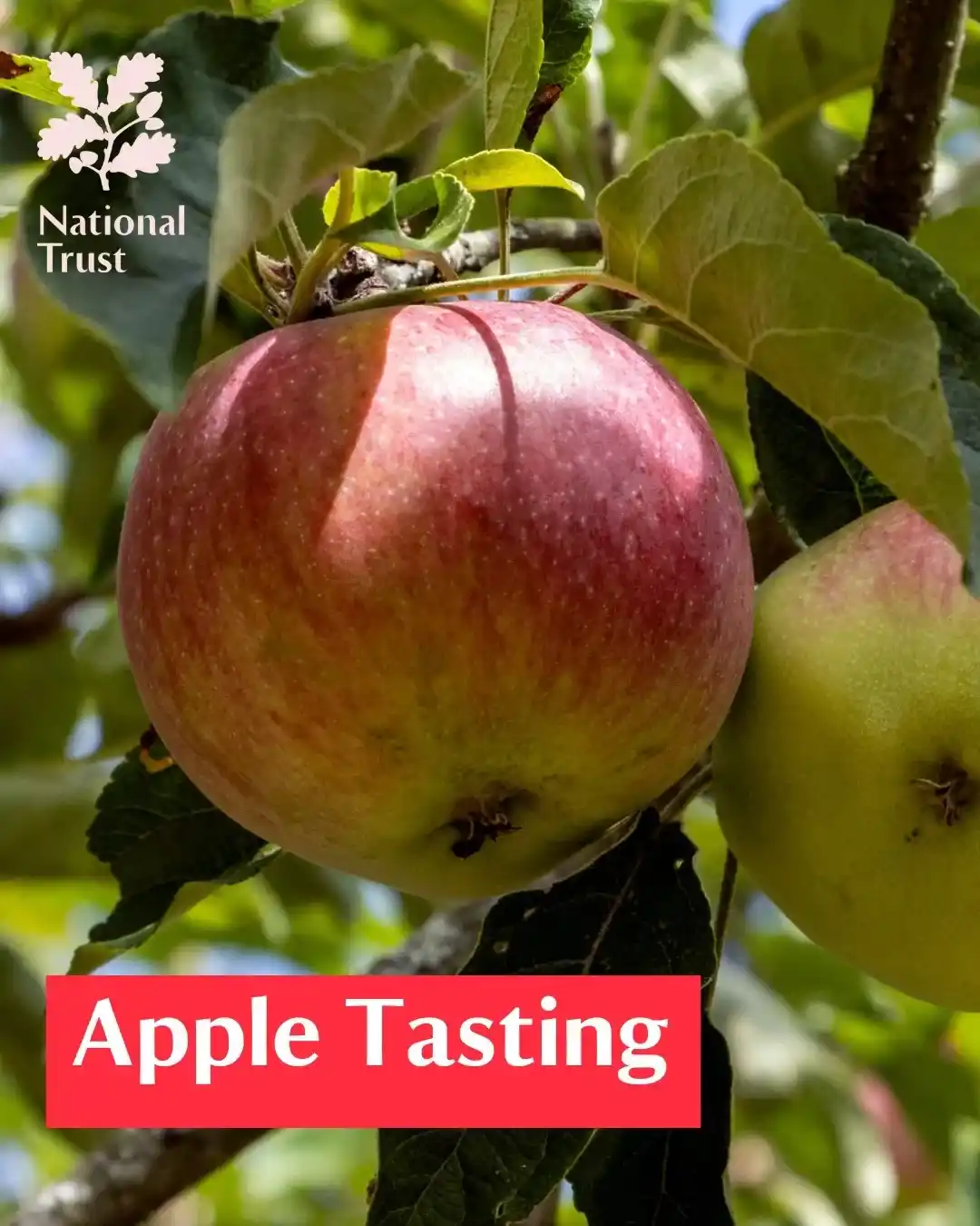 Apple Tasting At Hughenden Manor