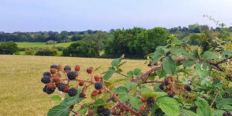 Autumn Botany Walk
