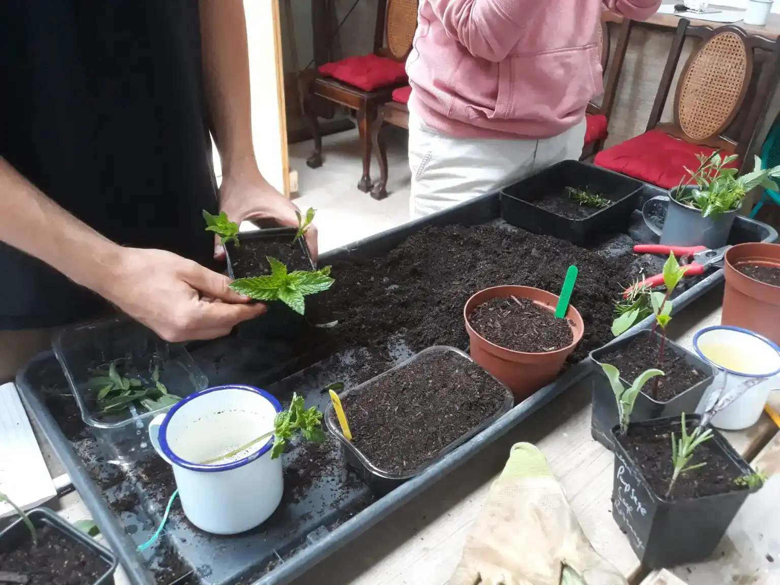 Autumn Plant Propagation