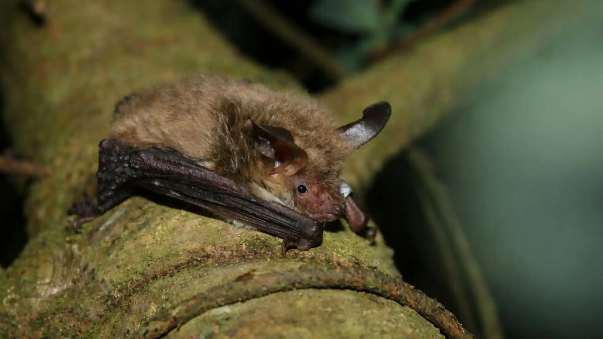 Bat Walks