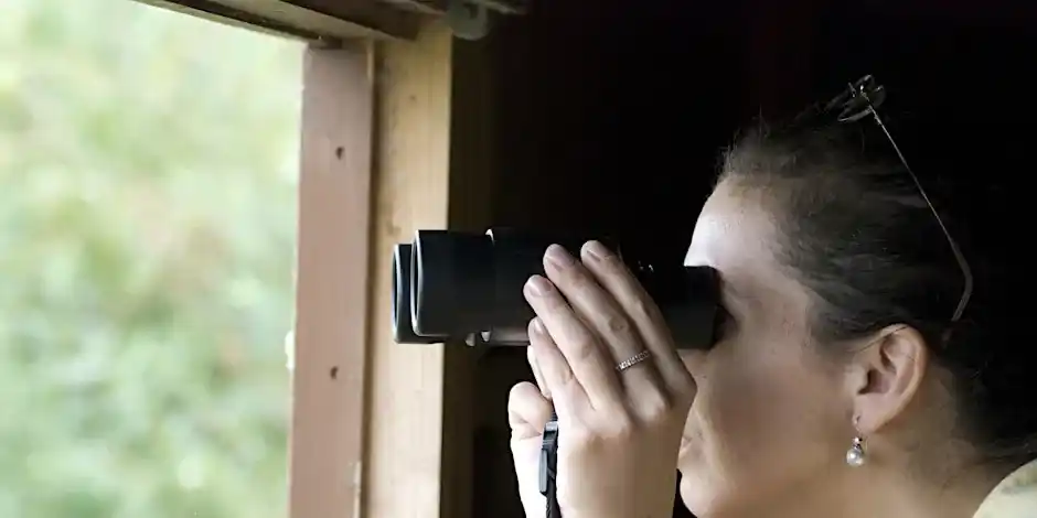 Birdwatching For Beginners