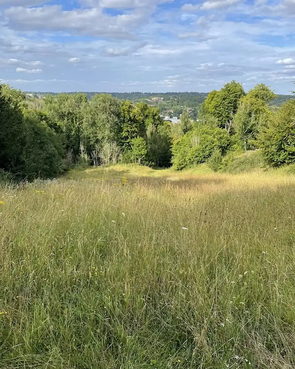 Bringing The Sunshine Into Deangarden Woods