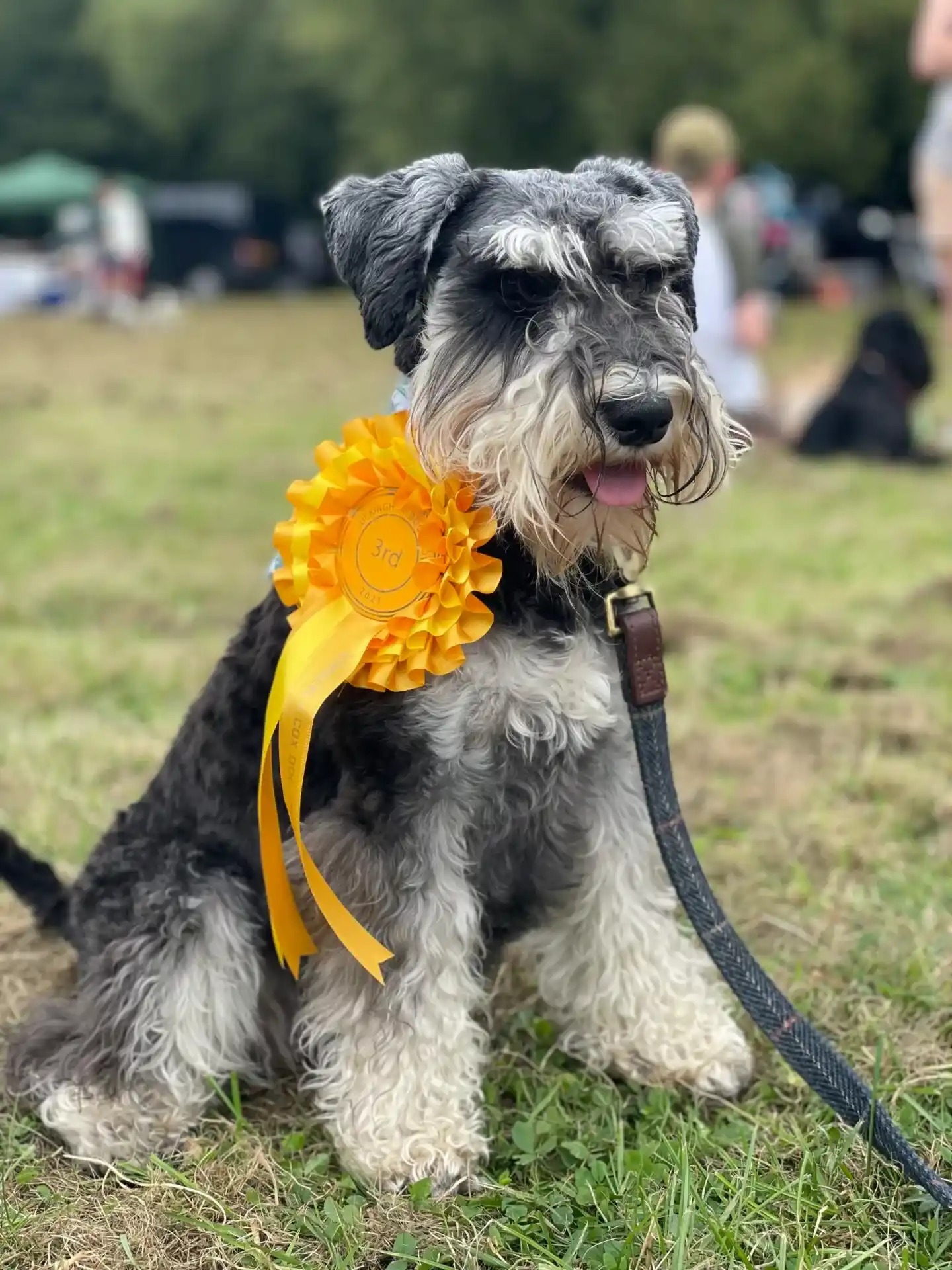 Buckingham Dog Show