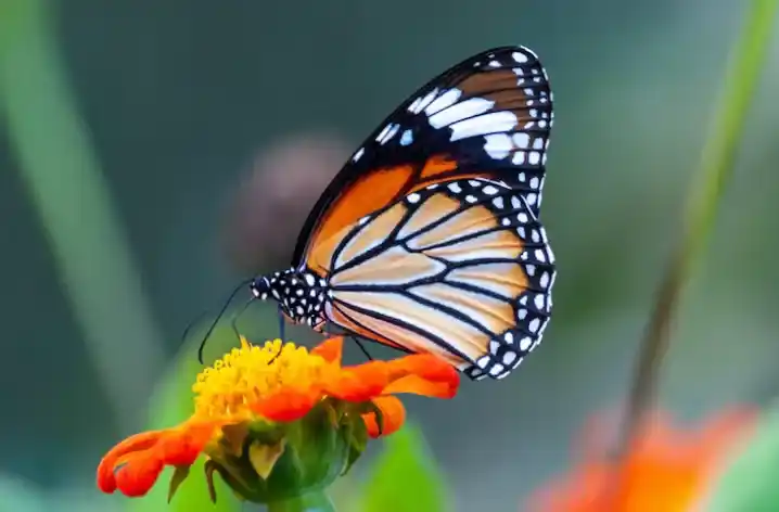 Butterfly House Decorating Craft