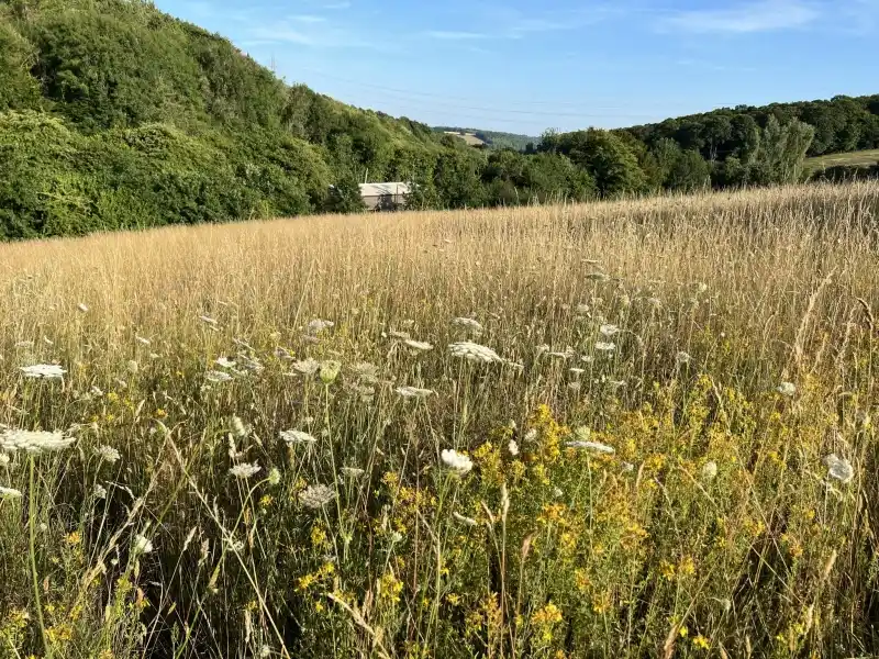 Chiltern Forage Farm - National Open Gardens