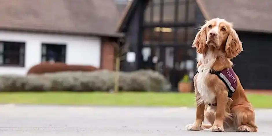 Hearing Dogs Tour & Demo 9 September