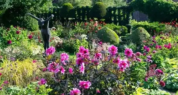 Dahlia Festival