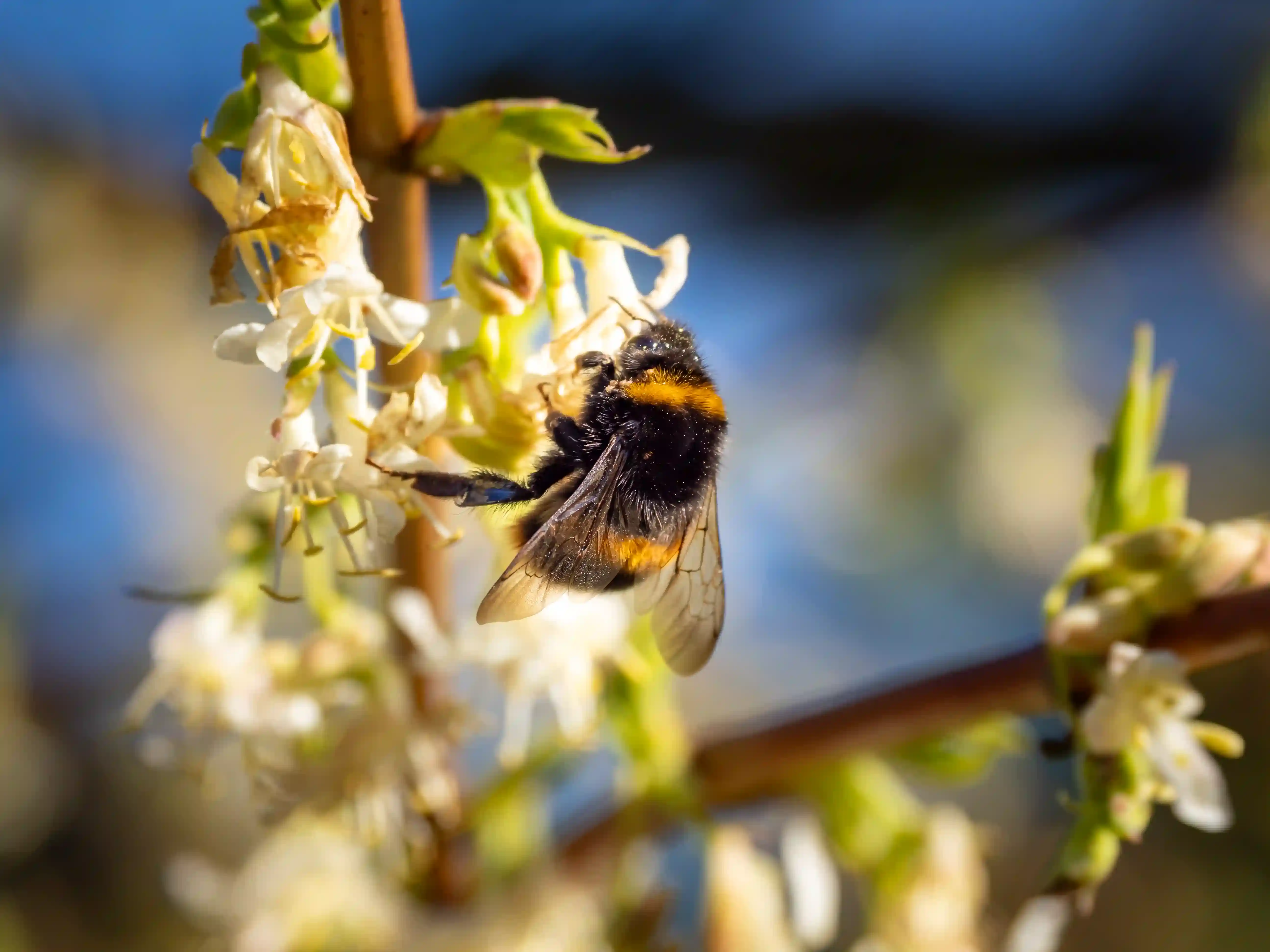 David Goulson Talks Bees