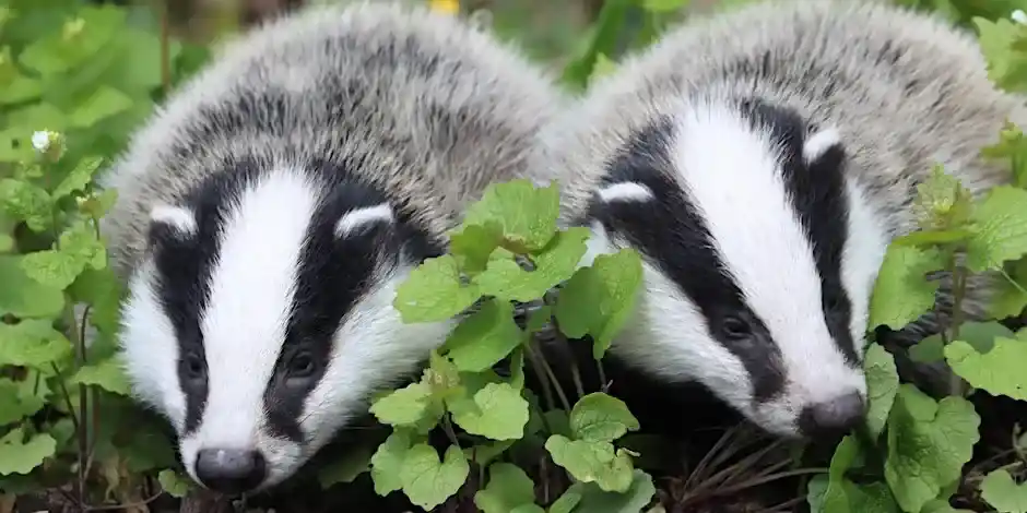 Dawn Chorus Bluebell Walk