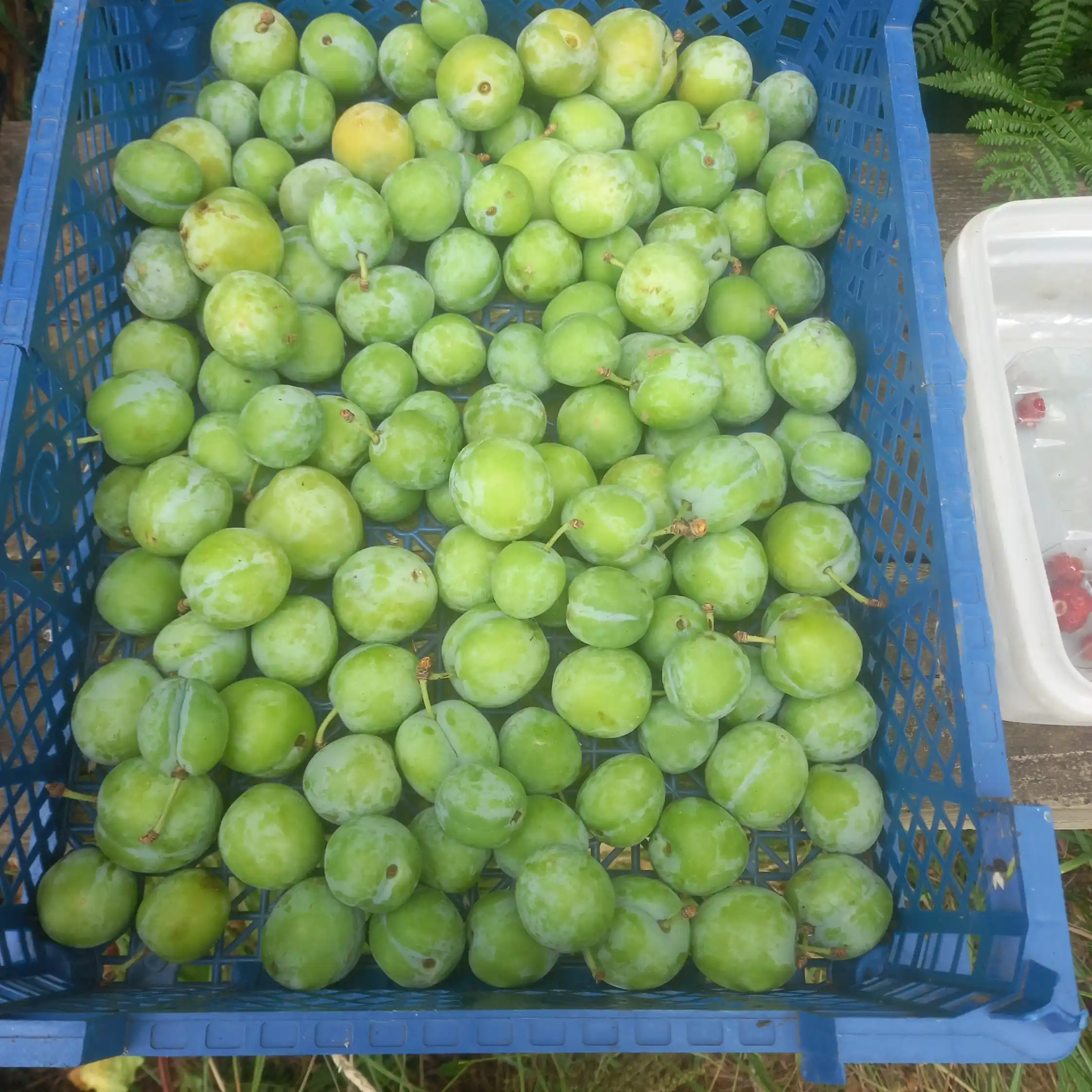 Digging Deeper: The Secret To Growing Organic Fruit