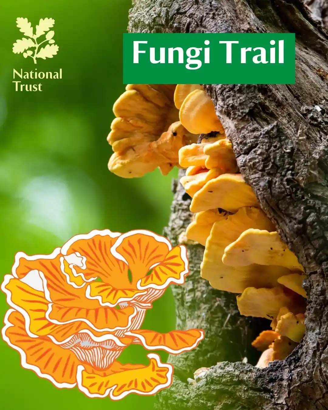 Fantastical Fungi Trail At Hughenden Manor
