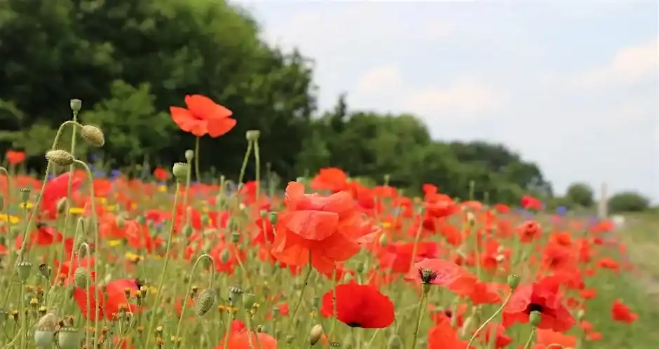 Festival Of Remembrance