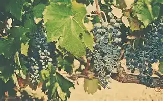 Grape Expectations Free Wine Tasting