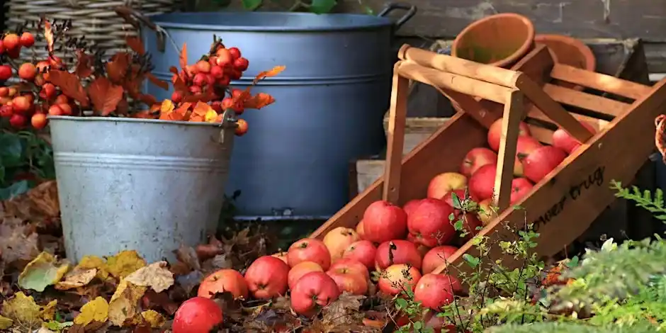 Growing Fruit For Beginners
