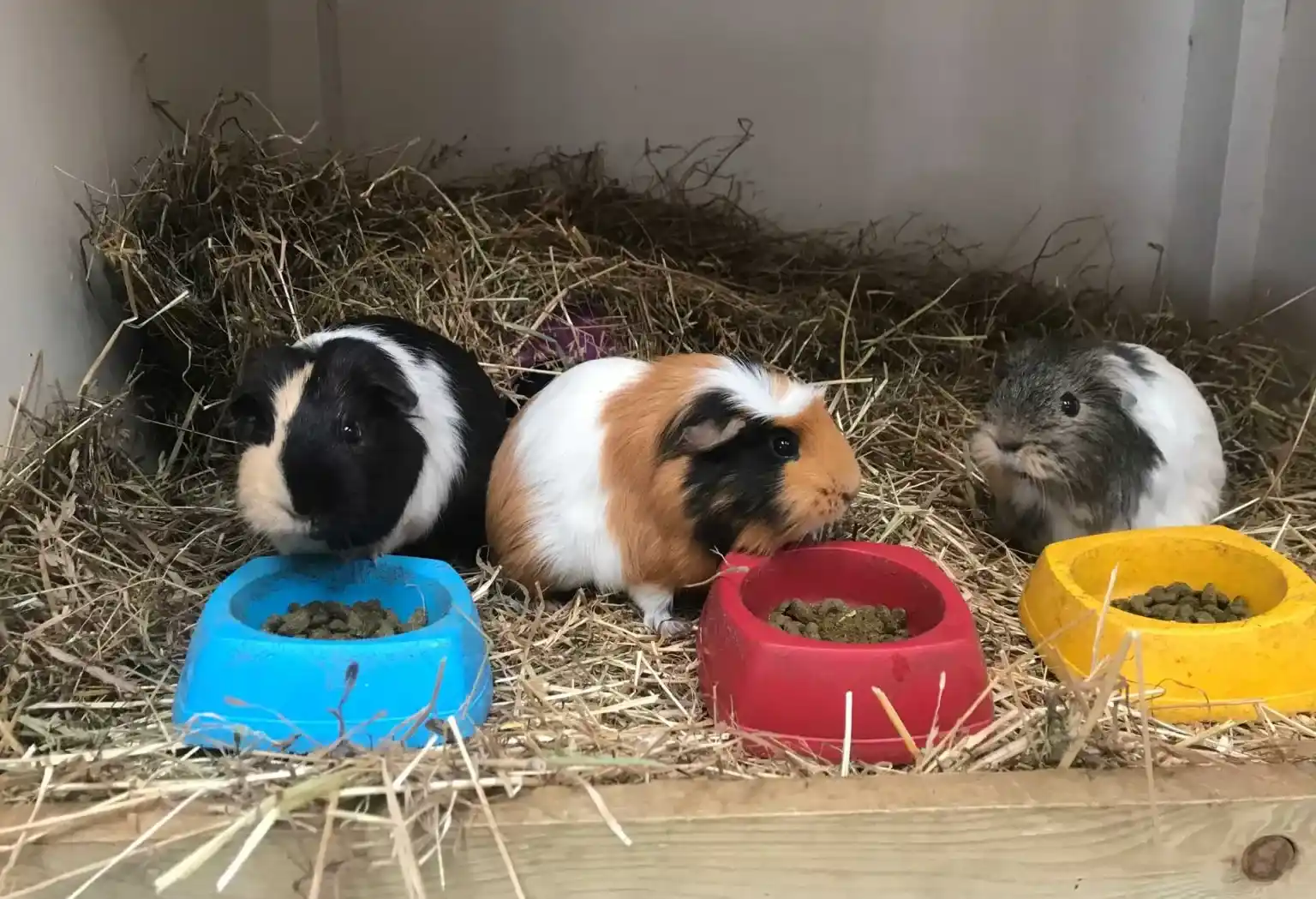 Guinea Pig Gala