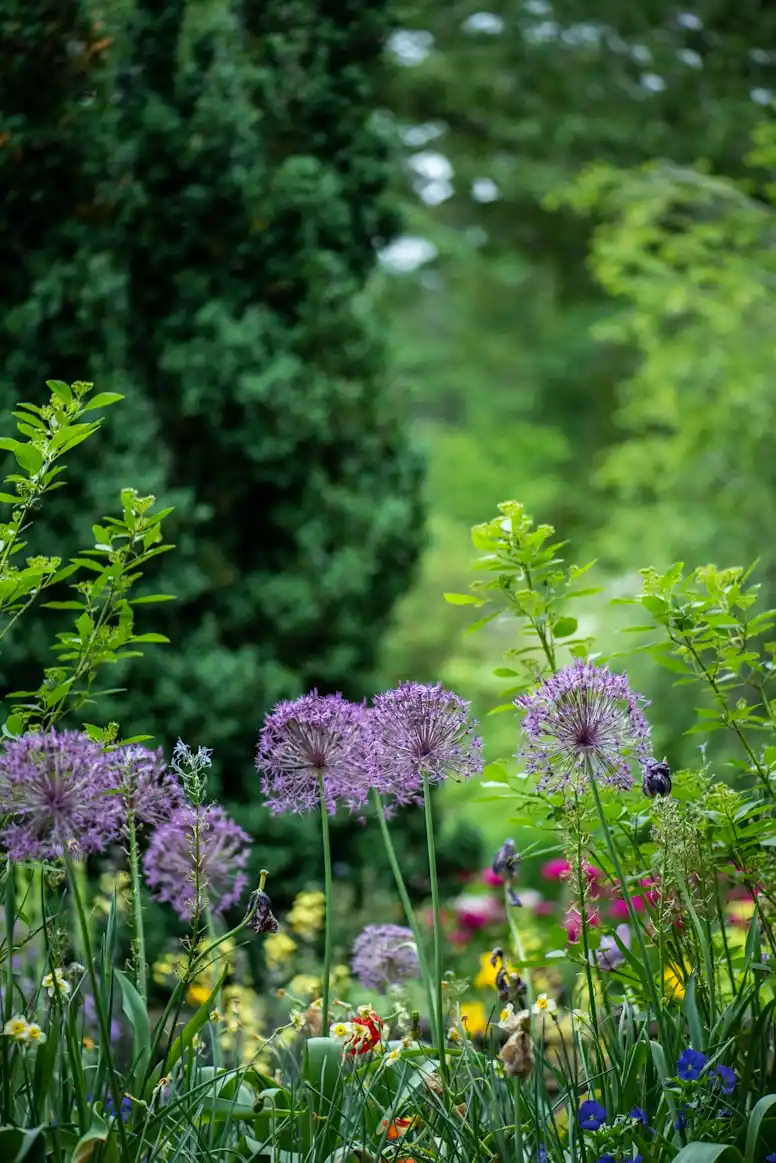 Haddenham Open Gardens