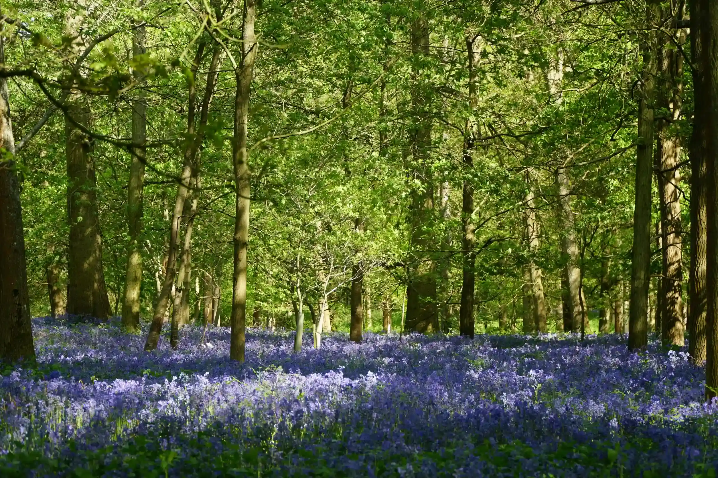 Hodgemoor Woods Archaeology & Nature Walk