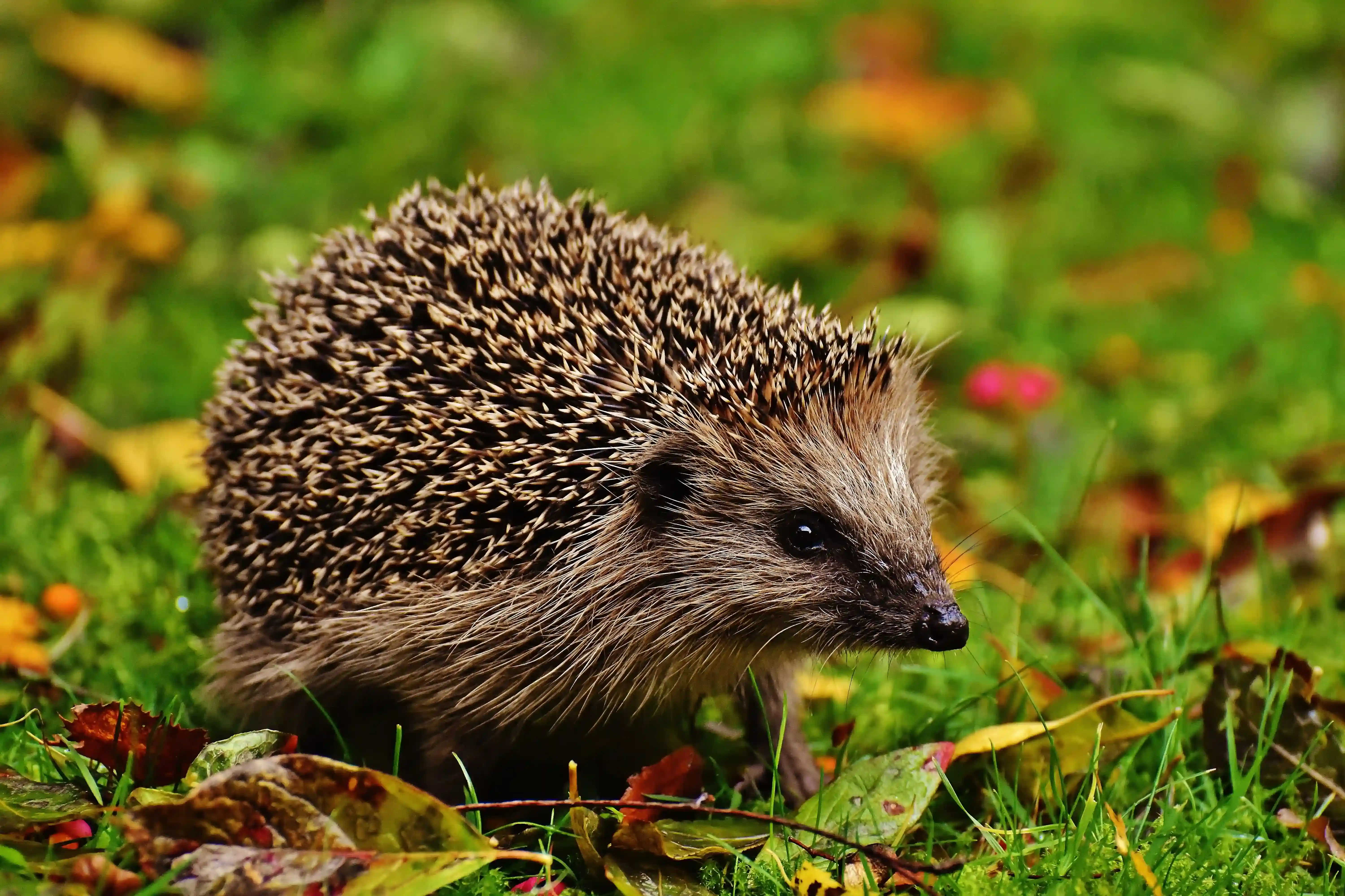 How To Help Hedgehogs (Free Online Talk)
