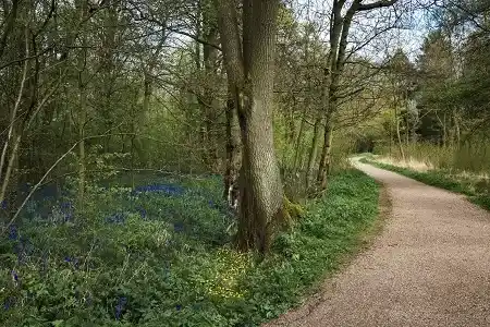 Linford Wood Park Run