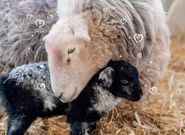 Love & Lambs - Odds Farm Park
