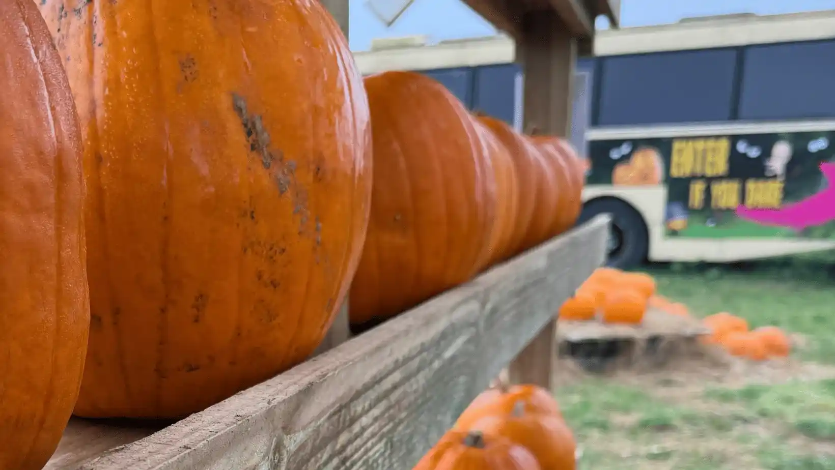 Mr Worzel's Adventure Trail And Pumpkin Patch At Hartwell Nurseries