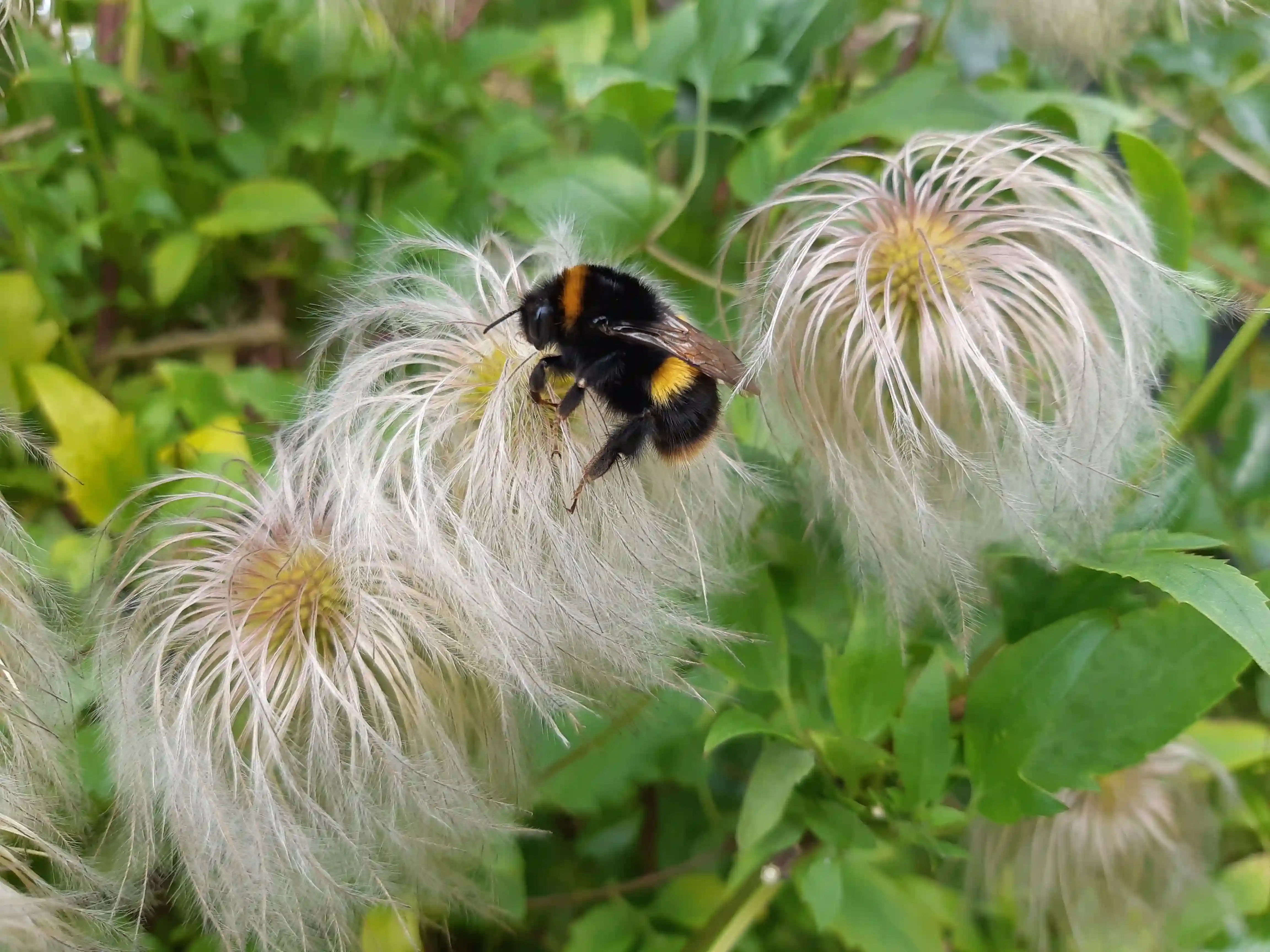 Nature Notes – Stories In The Plants