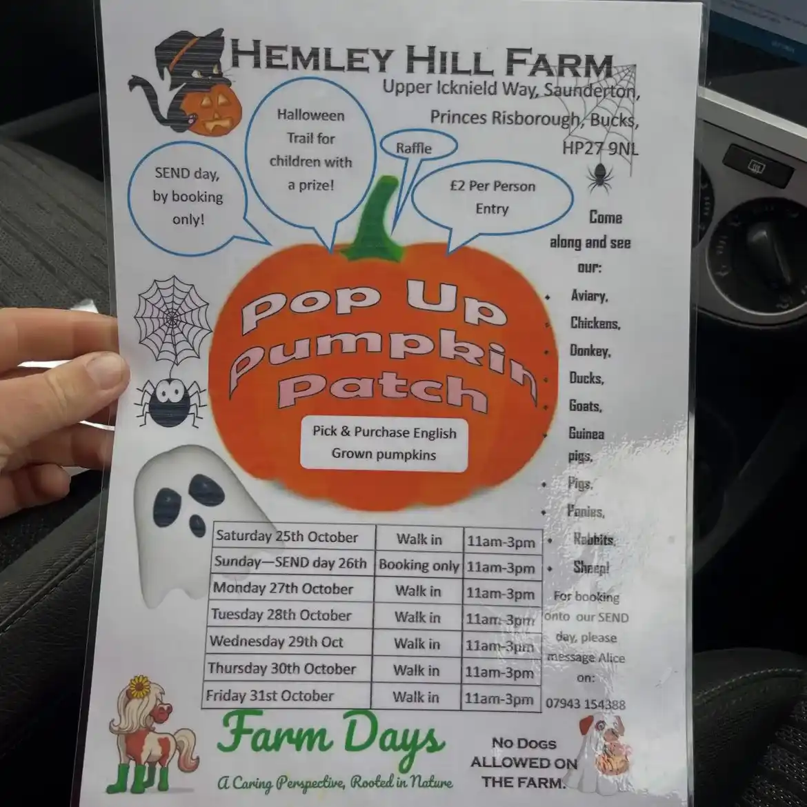 Pop Up Pumpkin Patch