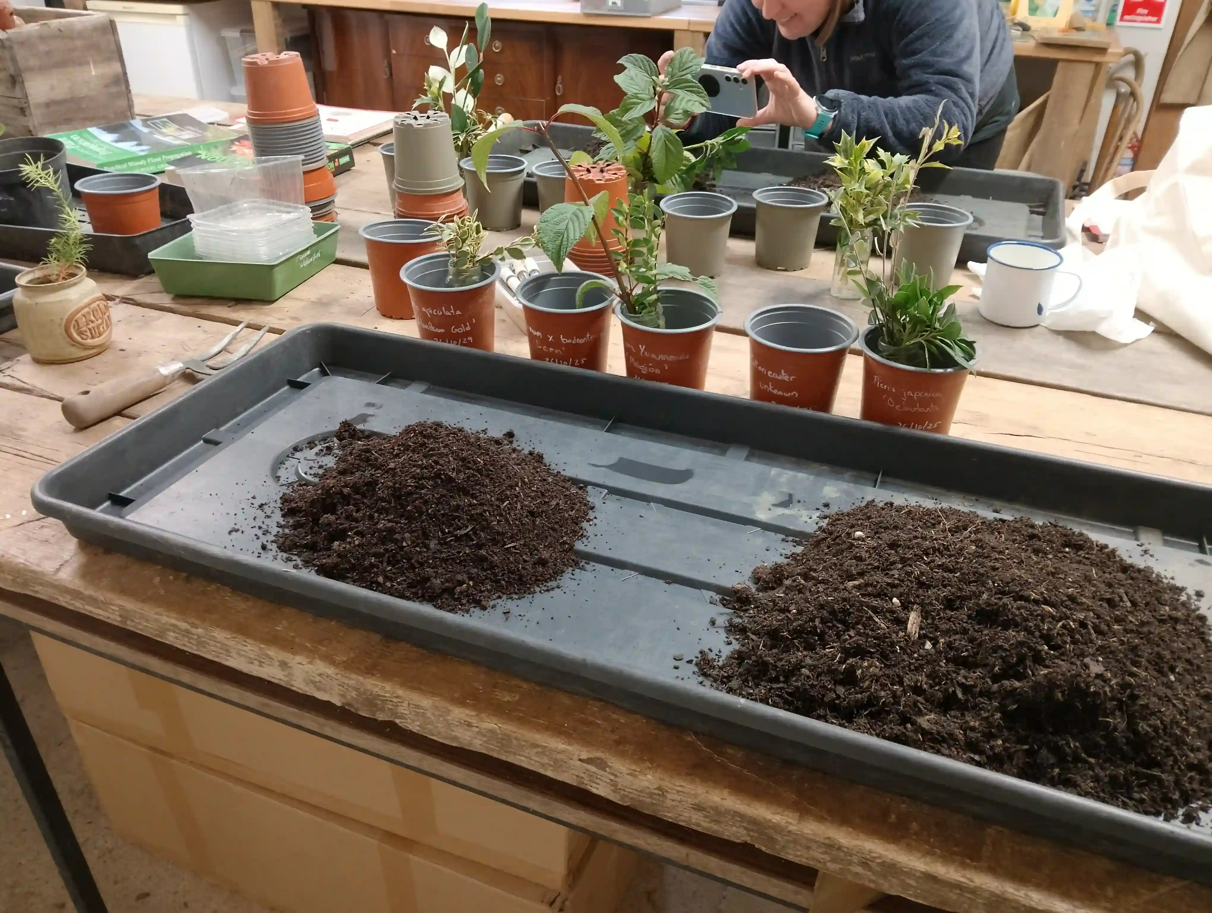 Spring Plant Propagation
