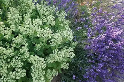 Stony Stratford Open Gardens