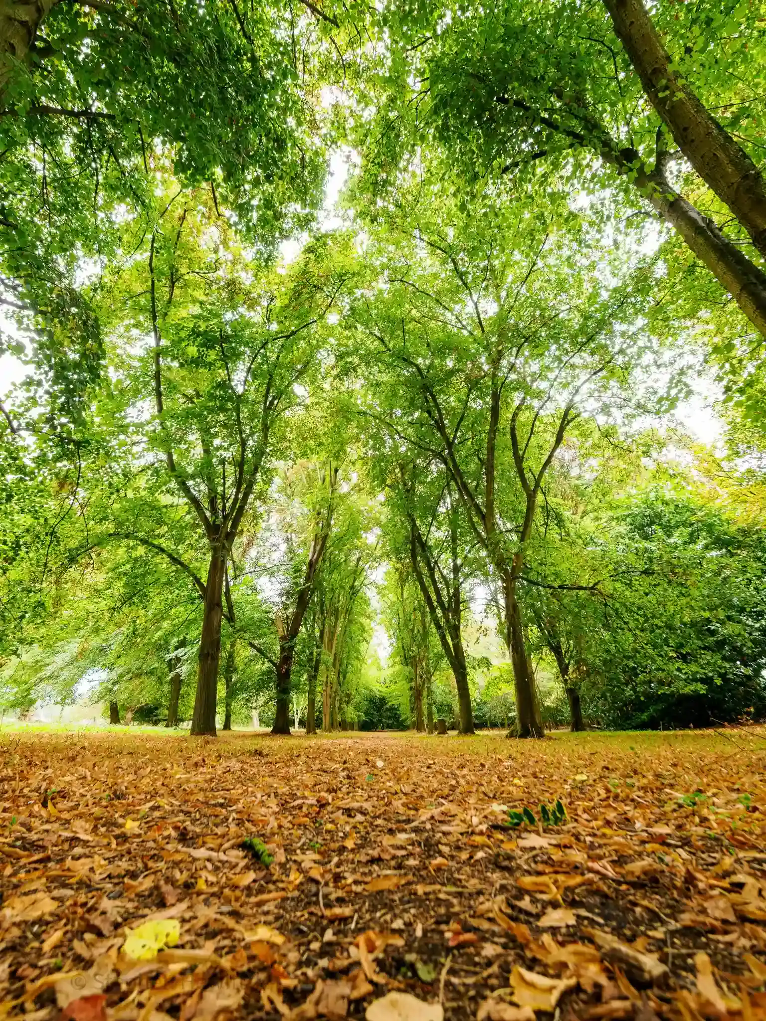 Talk: Trees, Shrubs And Hedges For Smaller Gardens