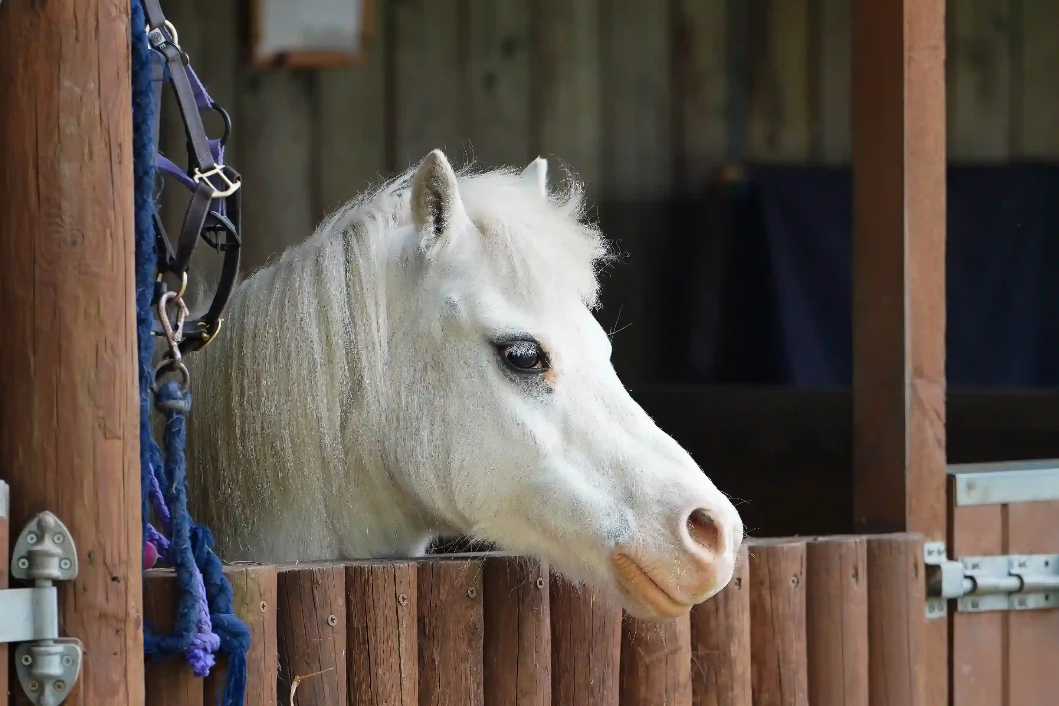 Tea And Tour Of South Bucks Riding Disability Association - Meet The Ponies!