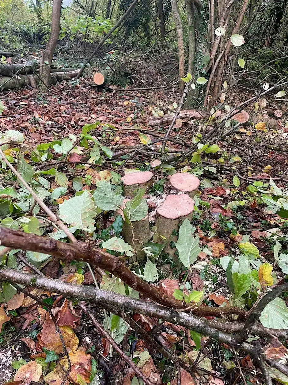 The Art Of Coppicing In Gomm's Woodland