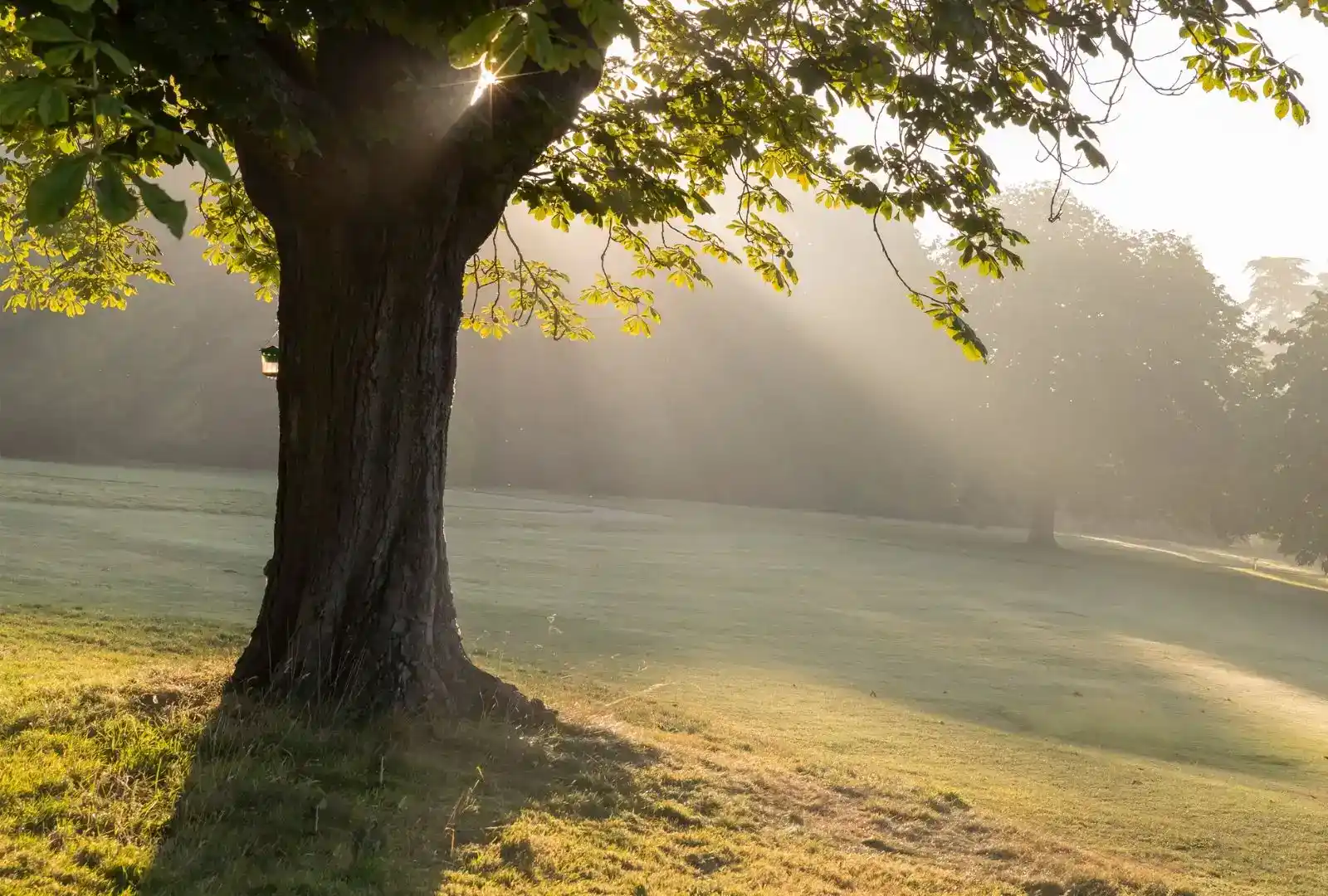 The Tree Listening Project