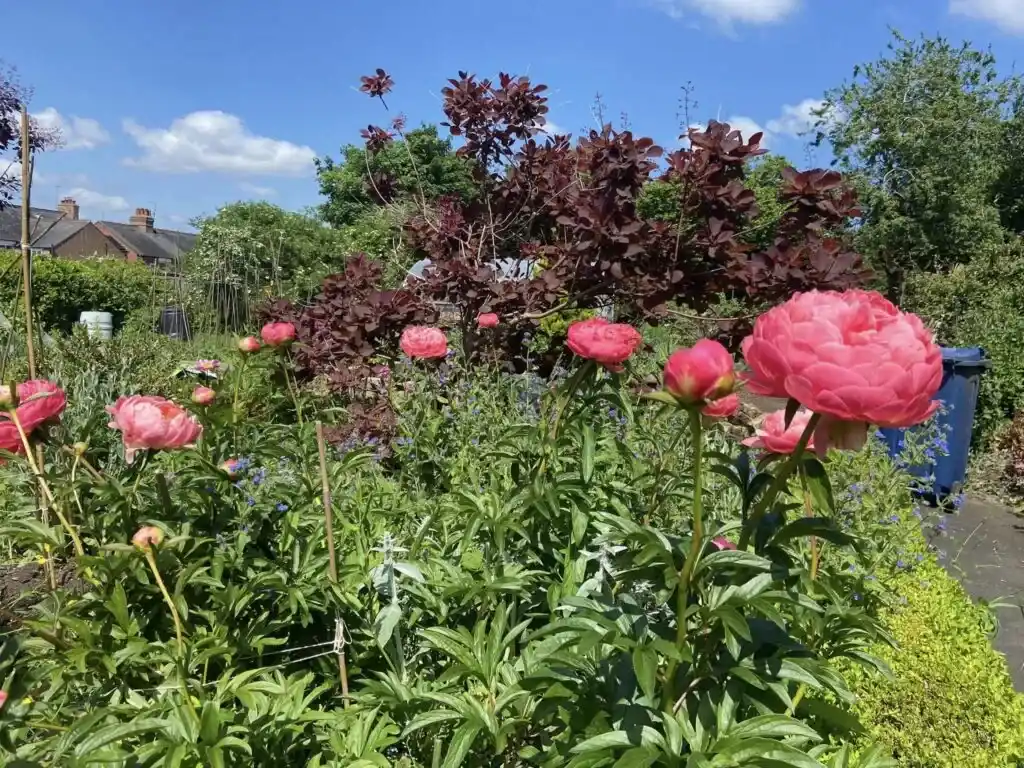 Wednesday Gardening Sessions At York House Community Gardens