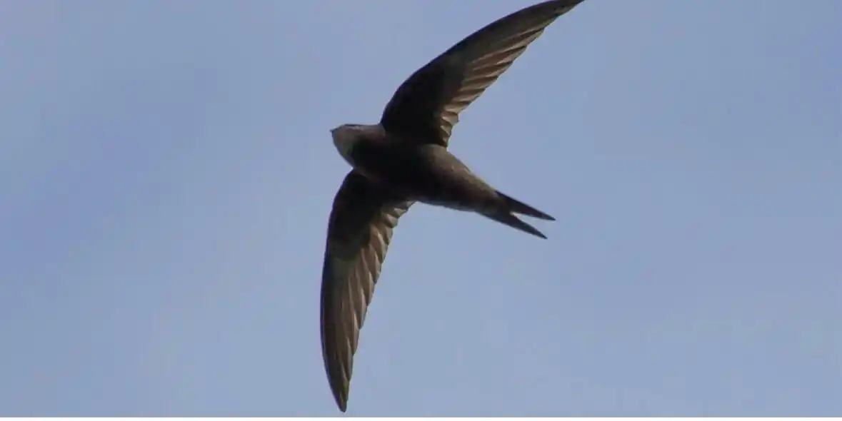 Where Have All The Swifts Gone? (online Talk)