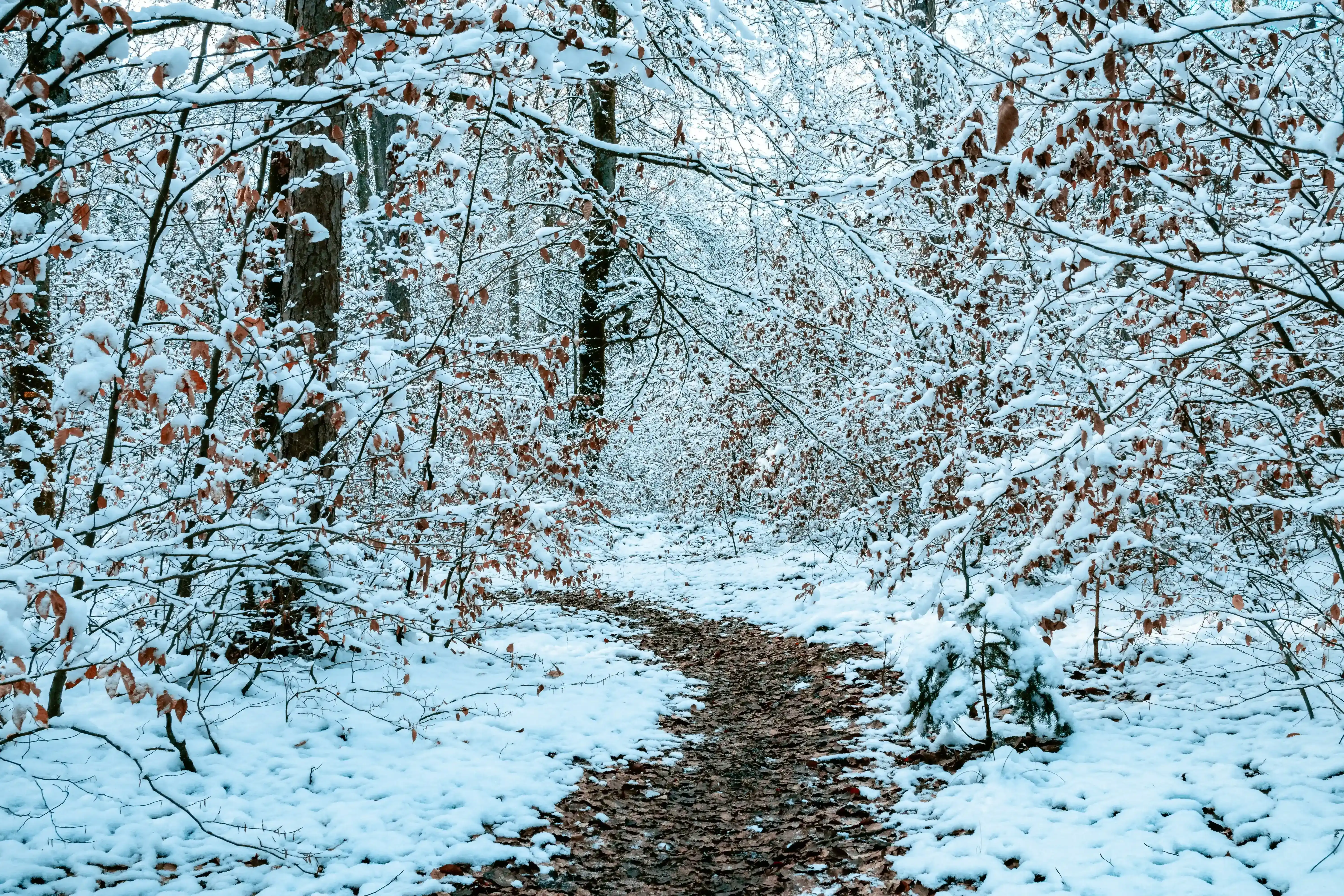 The Top 10 Winter Walks in Buckinghamshire