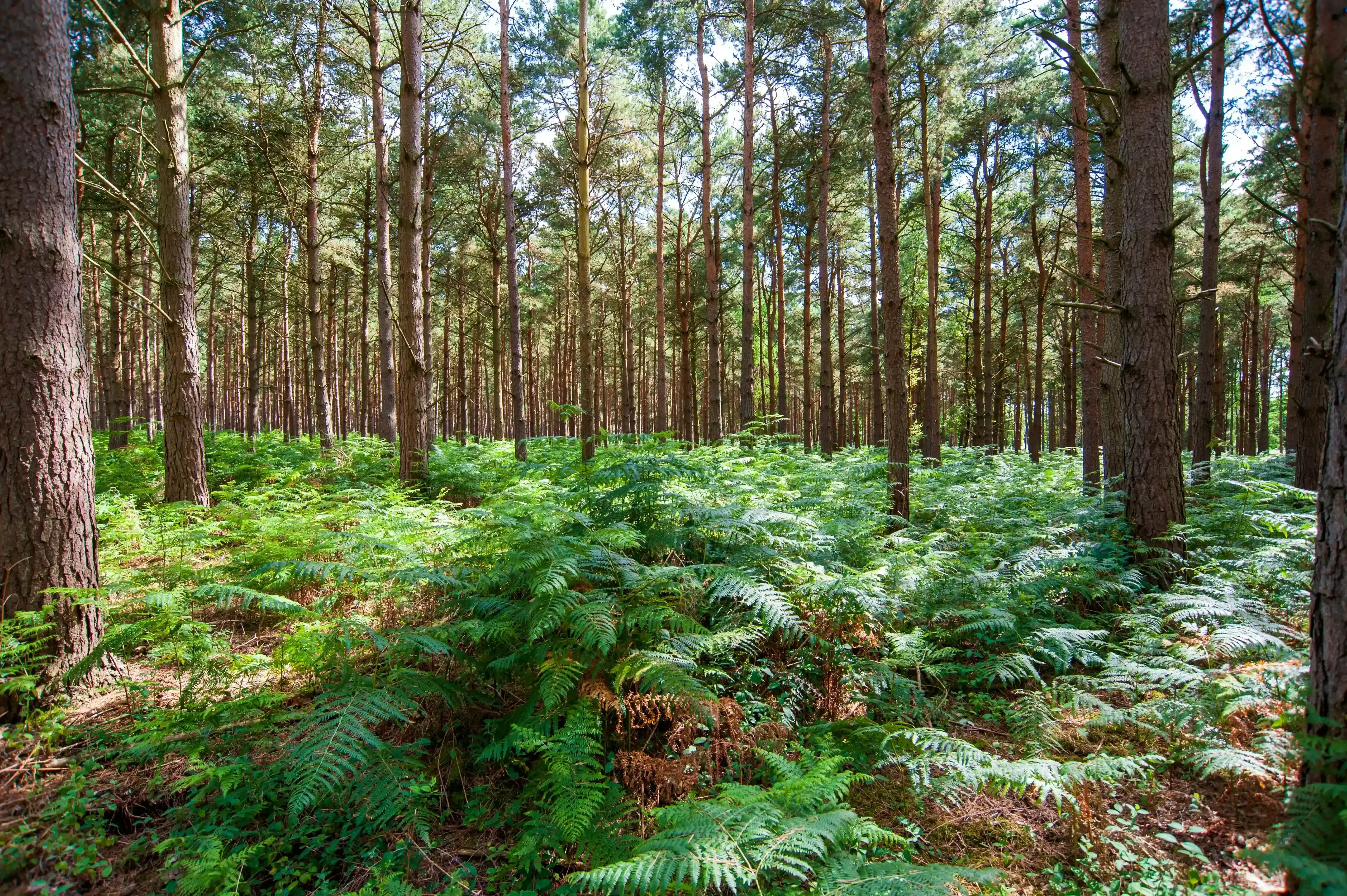 Wendover Woods