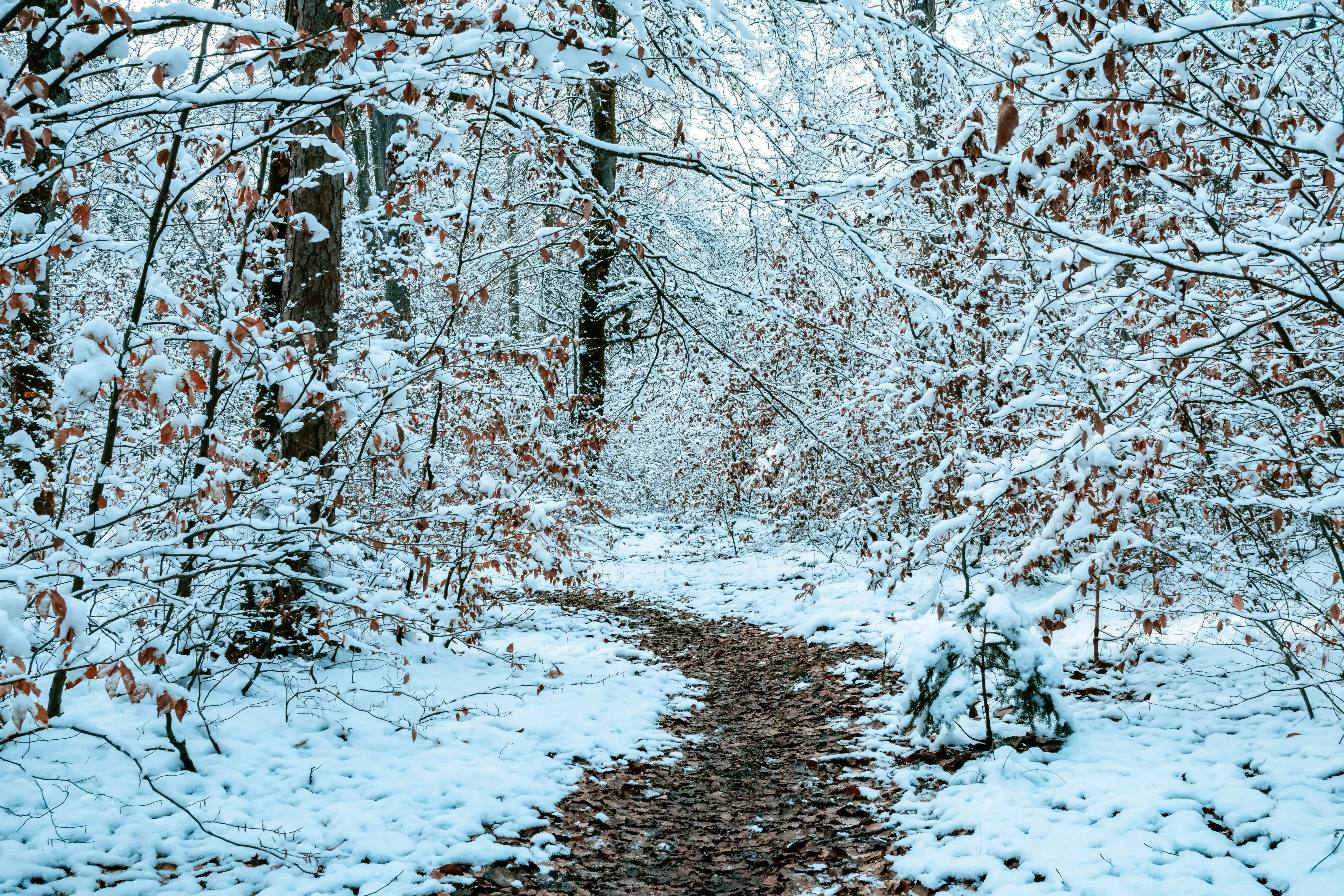 The Top 10 Winter Walks in Buckinghamshire