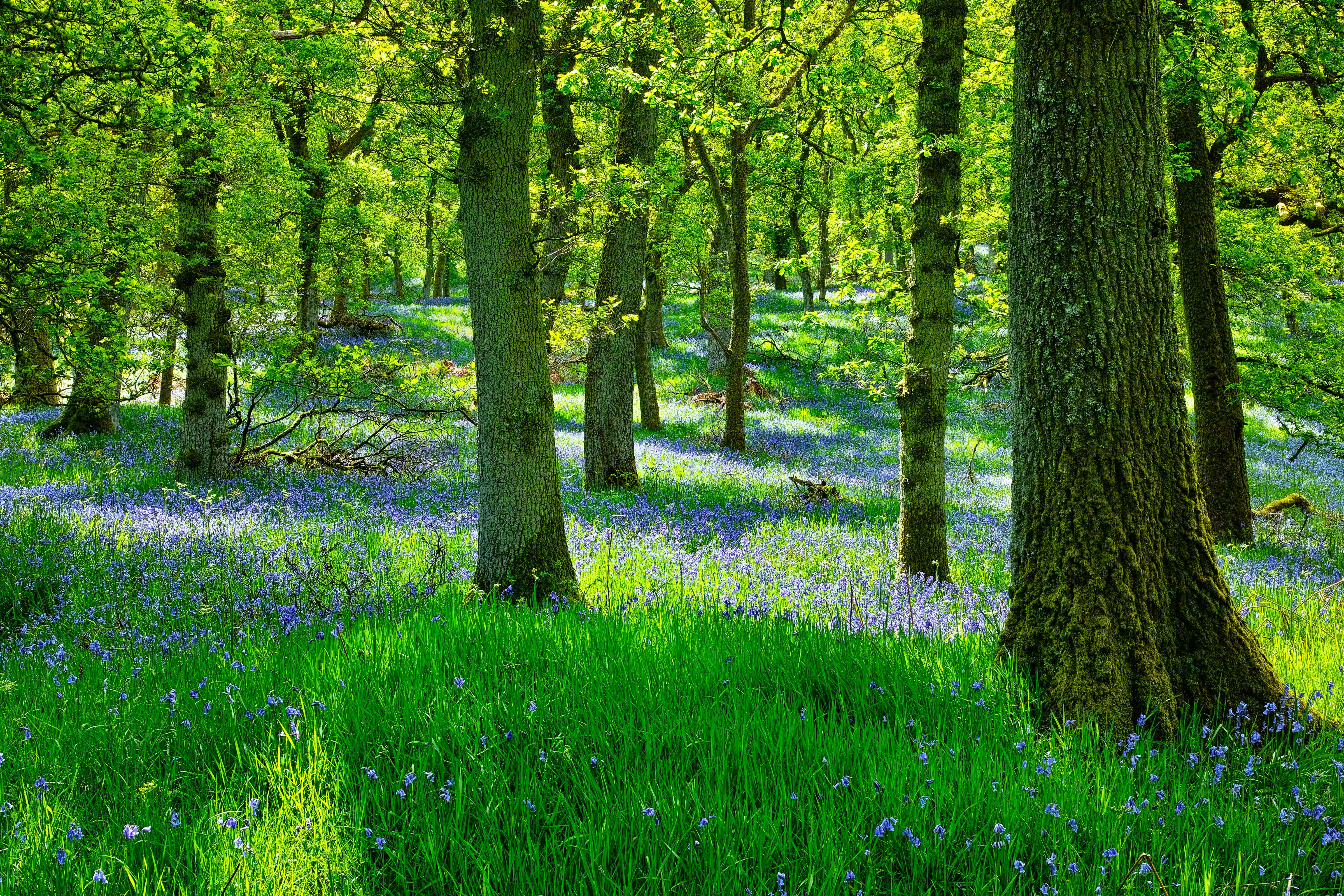An image of bluebells in a wood