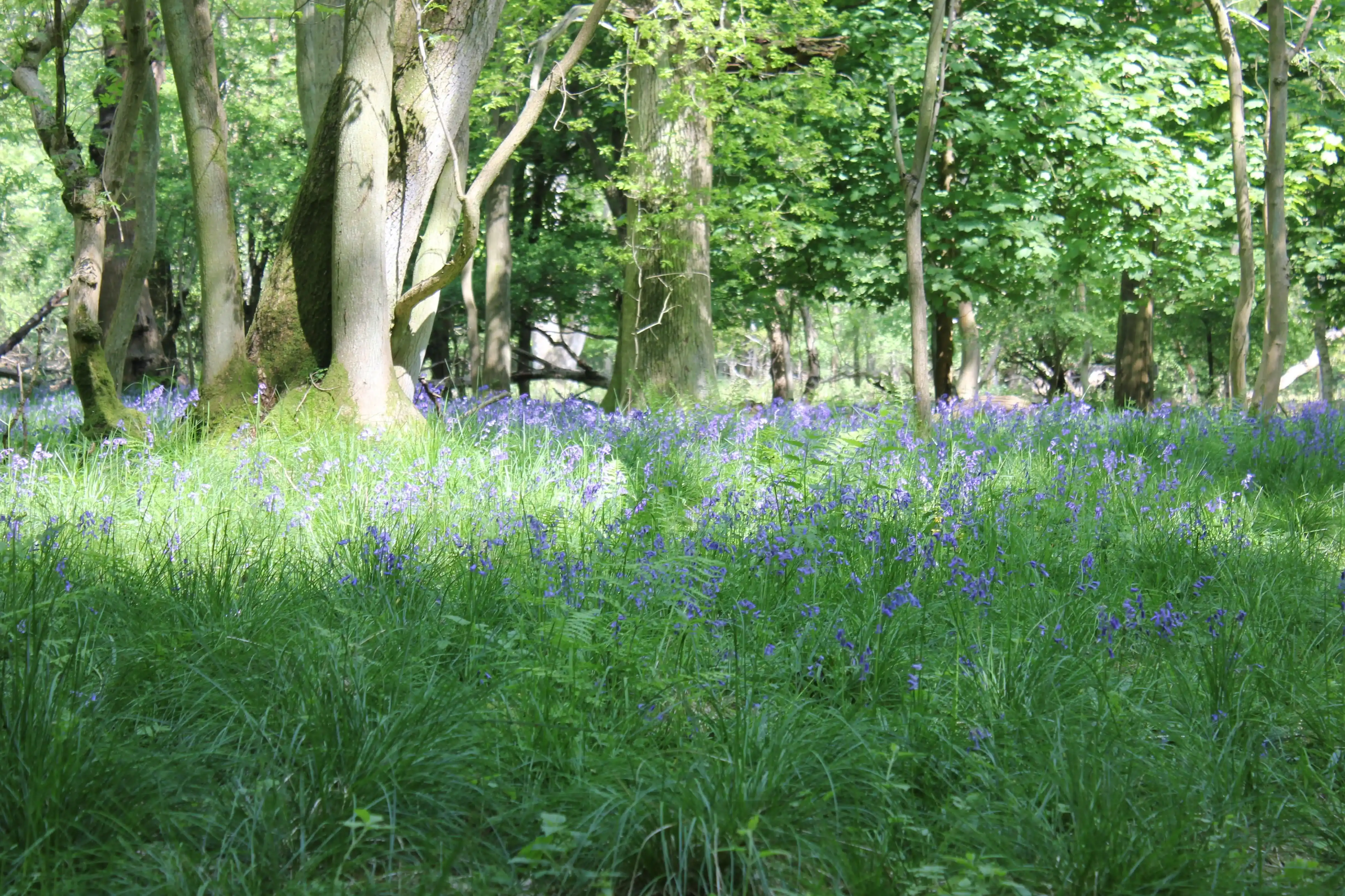 Best Bluebell Walks in Buckinghamshire