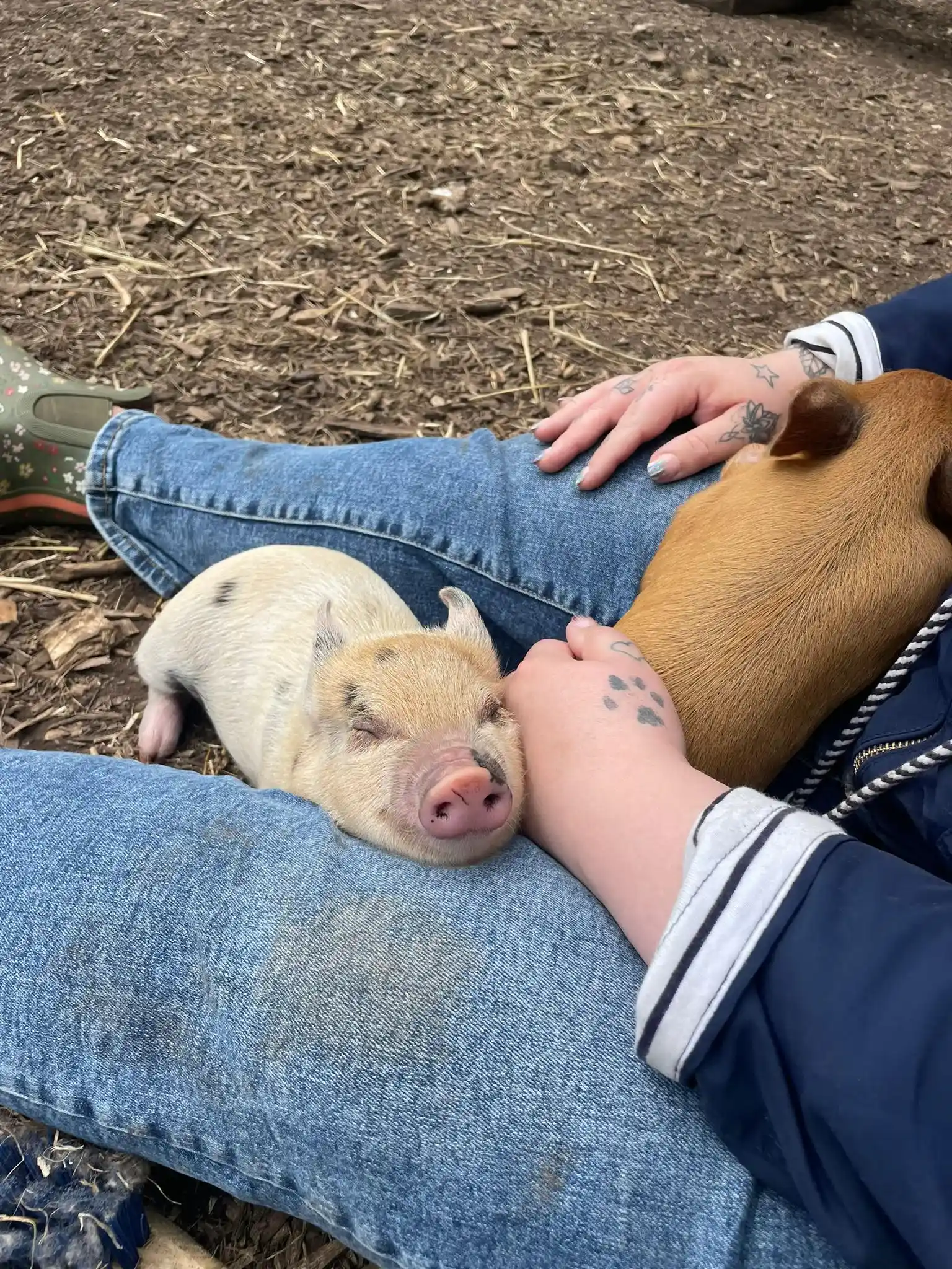 Pigs cuddling a visitor