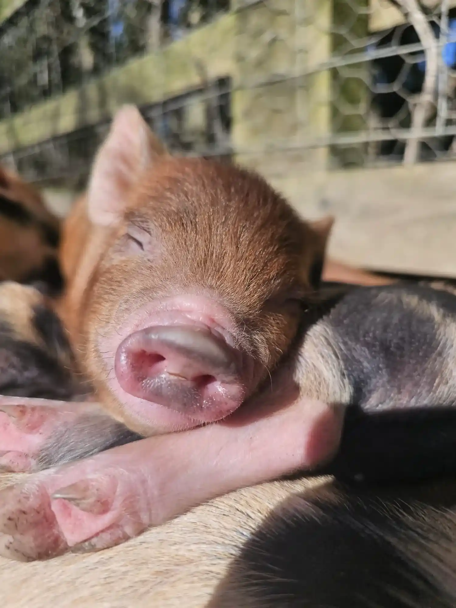 Piglet having a cuddle