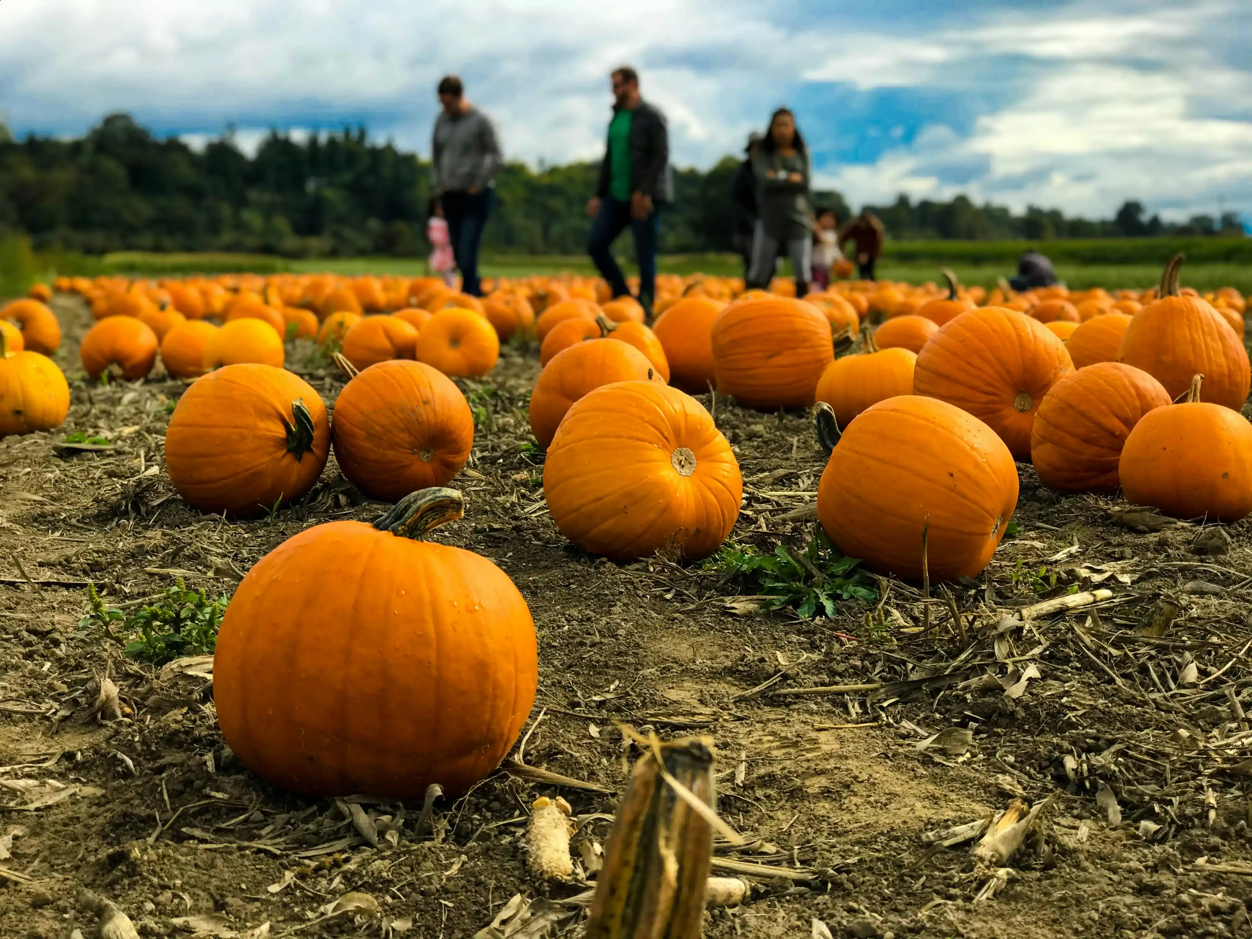 The Best Pumpkin-Picking Places In Buckinghamshire 2026