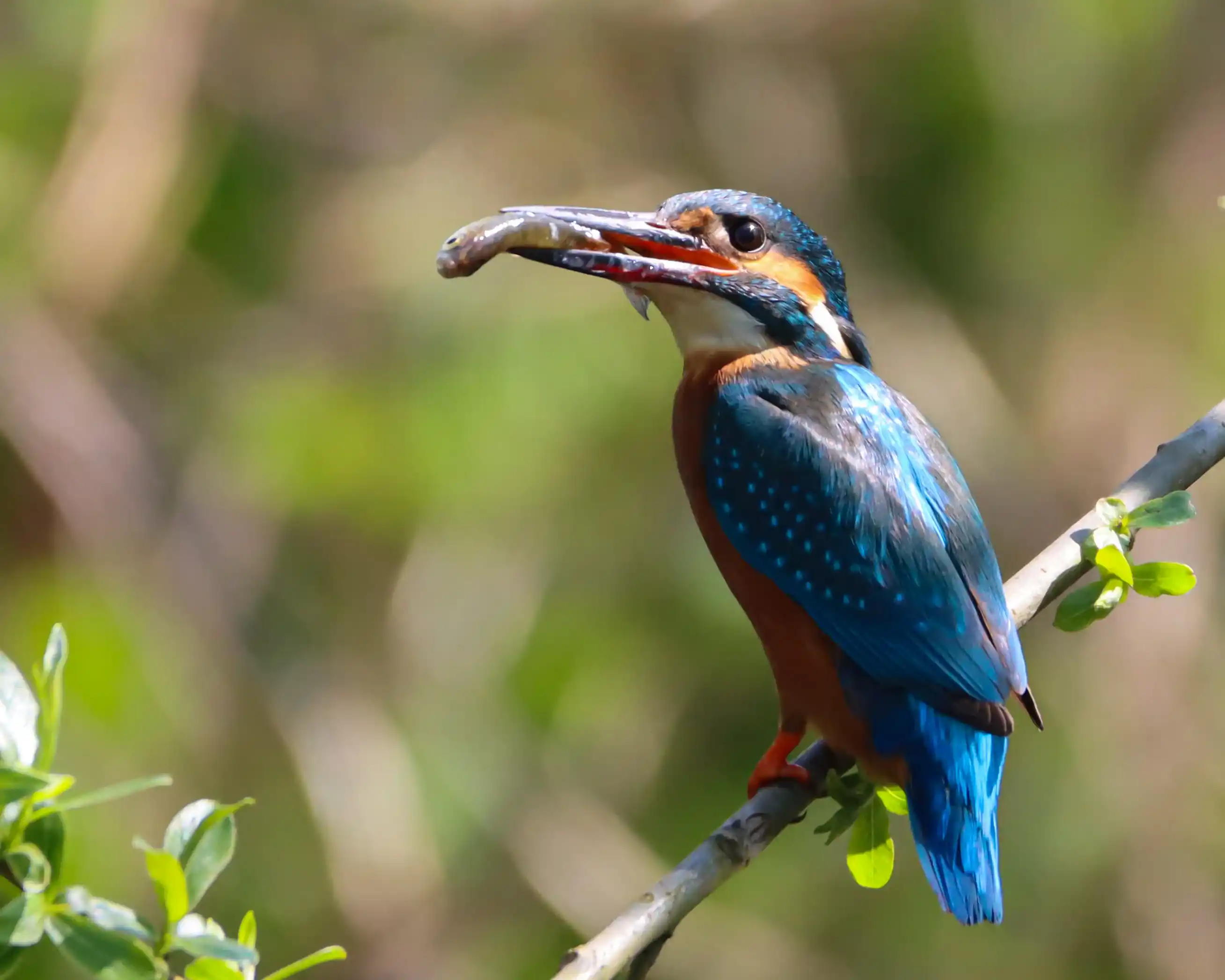 An image of a kingfisher with a fish in its mouth, captured by Harry Rice