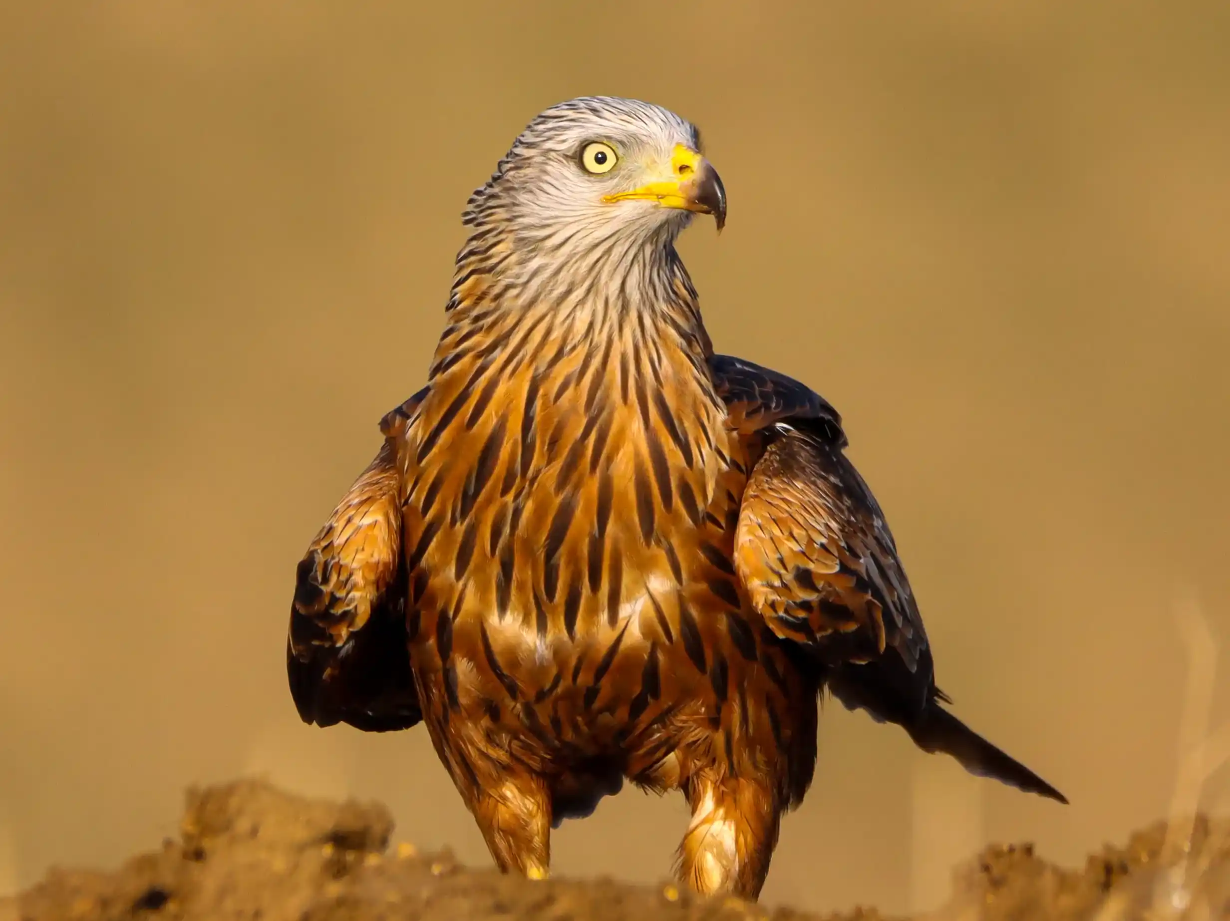 A photo of a red kite on the ground, taken by Harry Rice